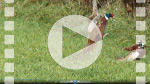 FZ009275 Two male common Pheasants (Phasisnus colchicus) fighting in field.mp4
